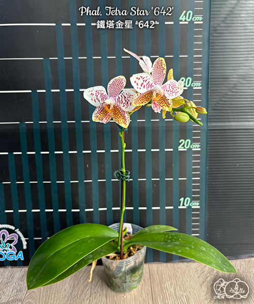美琪園藝Miki Orchid - 品種詳細頁